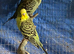2 pairs of Adult Budgies