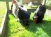 2025 BRED PEKIN BANTAMS SMOOTH AND FRIZZLED.