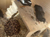 Button Quail