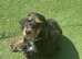 Show cocker spaniel