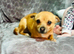Chihuahua female for sale
