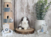 Purebred Mini Lop - Ready Now