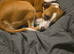 Collie bull greyhound