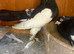 Very nice and very good quality garden pigeon for sale