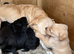 Labrador retriever puppies only 2 boys left