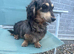 Dachshund