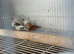 3 pairs of beautiful zebra finches