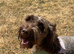 Chocolate cockapoo