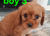 Cavapoo f1b 4 boys ready now