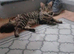 Female kitten