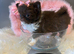 Chocolate chihuahuas