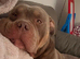 Beautiful pocket bully obi