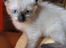 Female seal point kitten