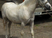 Welsh sec a colt