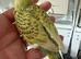 Hand Tame Yellow and Green Texas Clear Body Hen Chick Ready Soon