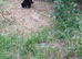 3 sister cats