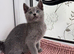 -RESERVED- TICA Russian blue girl