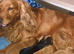 Cocker spainal puppys
