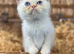 beautiful exotic male kitten