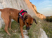 Rhodesian Ridgeback puppies looking for loving forever homes
