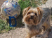 ️️Yorkshire terrier pure LAST BOY Ready rehome