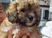 2 female zuchon puppys