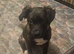 Staffy x mixed breed