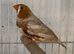 Zebra finches