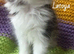 Exotic/Persian X Ragdoll BSH kittens