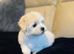 Beautiful Maltese puppy last girl