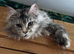 Stunning tica registered girl