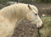 12hh Section A Type Pony – 8 Years Old – Ideal Second Pony