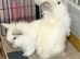 Double Maned Lionhead Babies