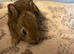 Need home as soon as possible,  beautiful mini Rex&rsquo;s