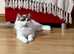 Ragdoll for stud(Not for sell or rehome)