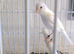 irish fancy canaries