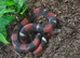 1.1 CB24 Tri Colour Hognose