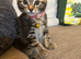 Gorgeous female tabby kitten