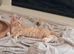 Ginger boy