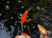 Goldfish outdoor pond various beautiful colours large sizes up around 9 inches all young plenty of life in them