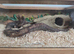 Make hognose