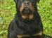 Rottweiler male from world class kennels