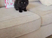 GCCF reg British Longhair boy