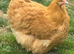 Day old buff orpington chicks from great lines