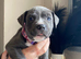 Cane Corso X Staff Puppies