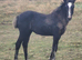 WELSH SECTION D BLACK FILLY FOAL