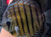 Discus - Breeding pair &pound;100