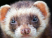 4 female ferrets