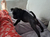 (Last pup left) female frenchie x English bulldog
