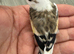 2026 Pied or chev goldfinches